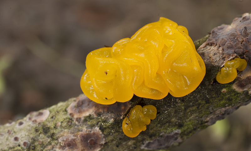 Tremella mesenterica